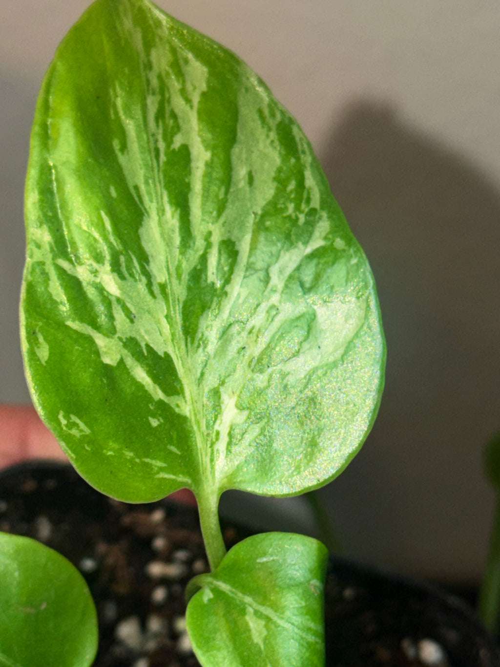 Variegated Monstera Bulbasaur  3"- Rare Starter Plant Plug