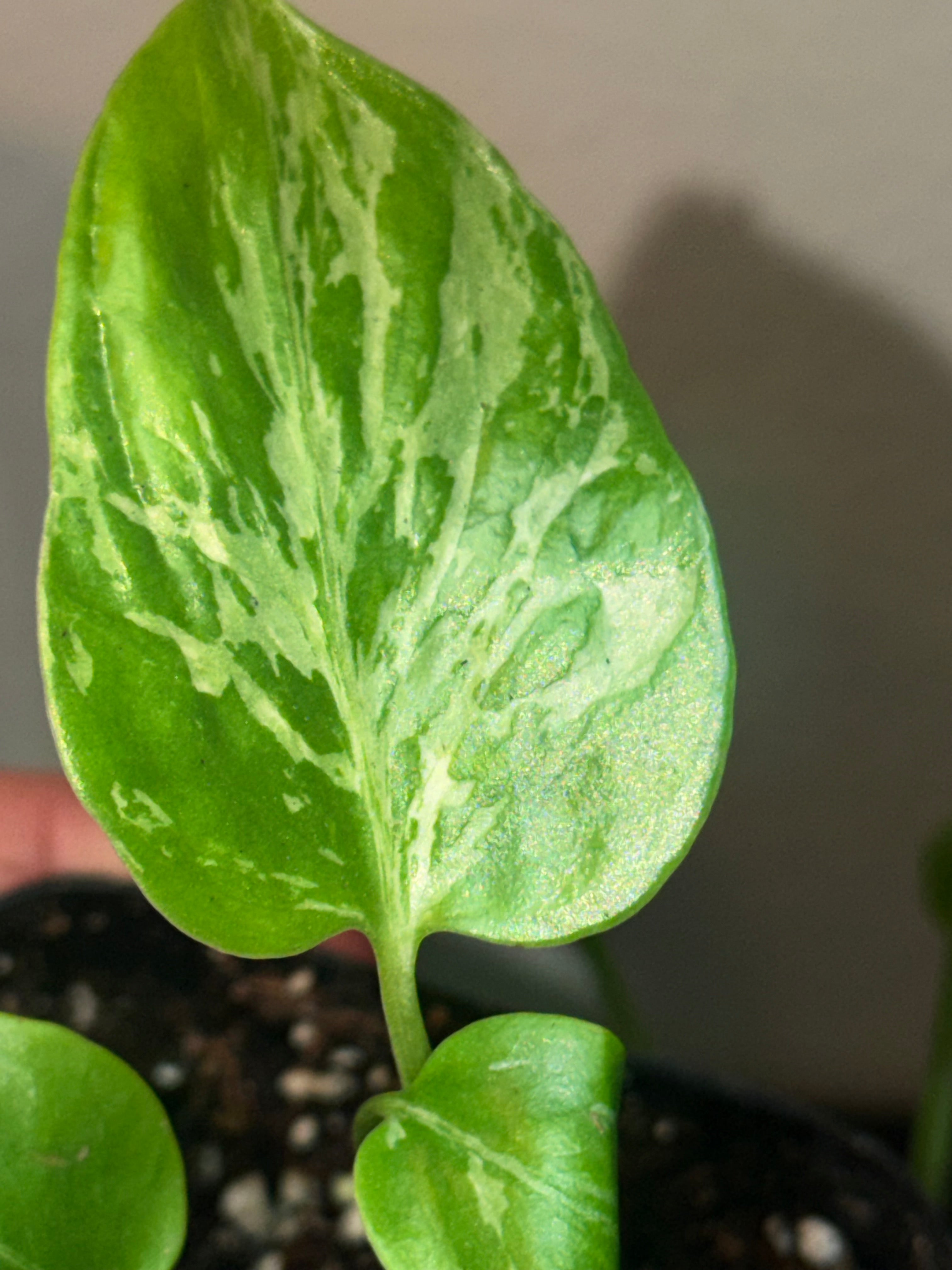 Variegated Monstera Bulbasaur  3"- Rare Starter Plant Plug