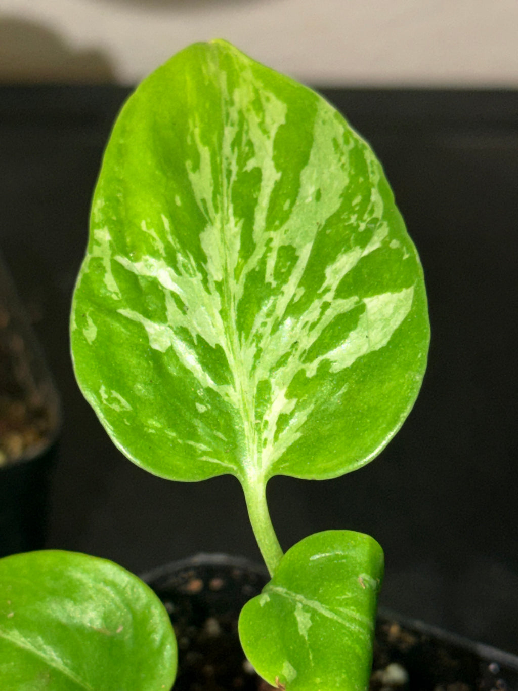 Variegated Monstera Bulbasaur  3"- Rare Starter Plant Plug