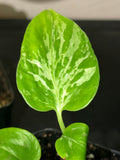 Variegated Monstera Bulbasaur  3"- Rare Starter Plant Plug
