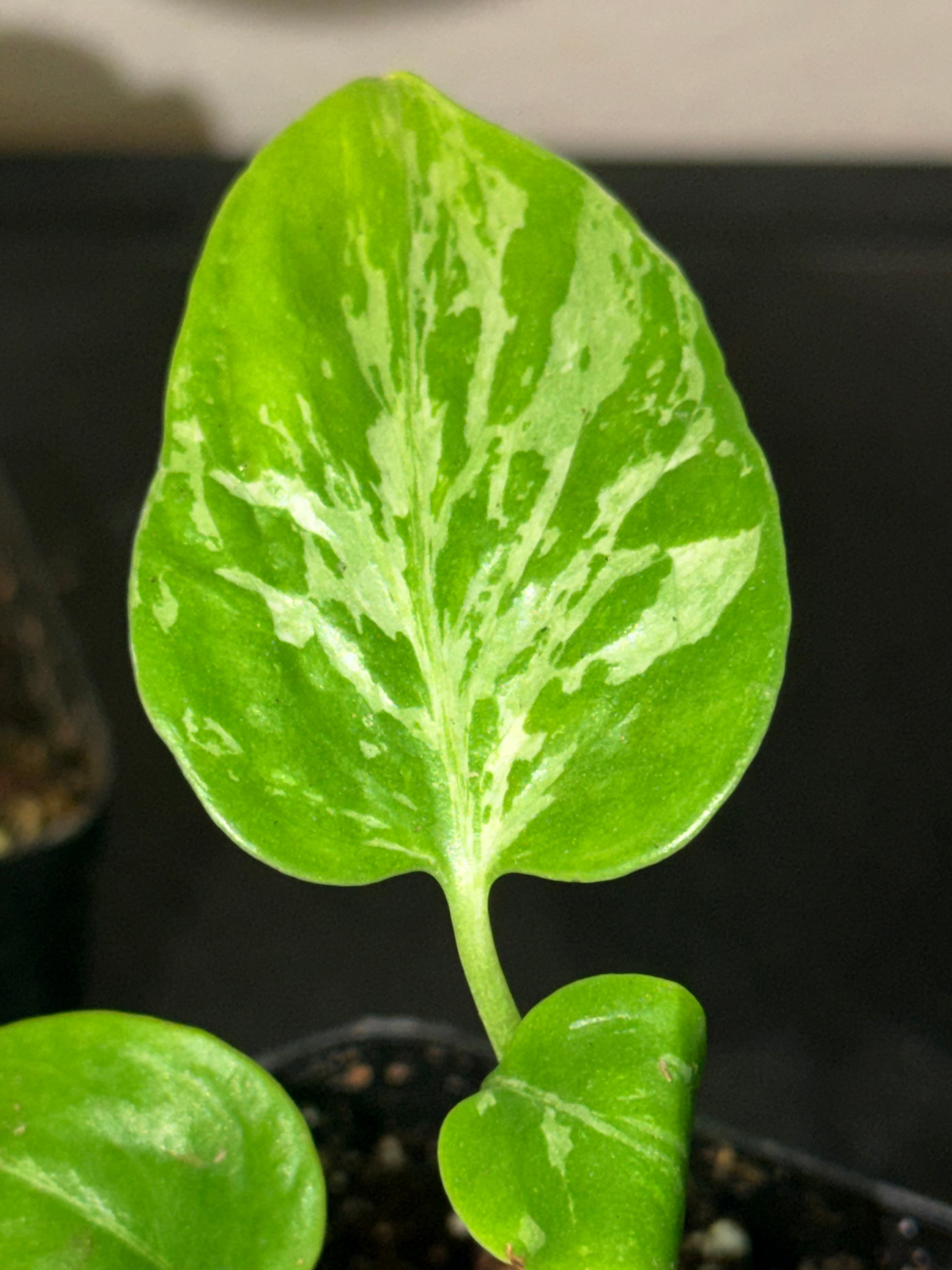 Variegated Monstera Bulbasaur  3"- Rare Starter Plant Plug