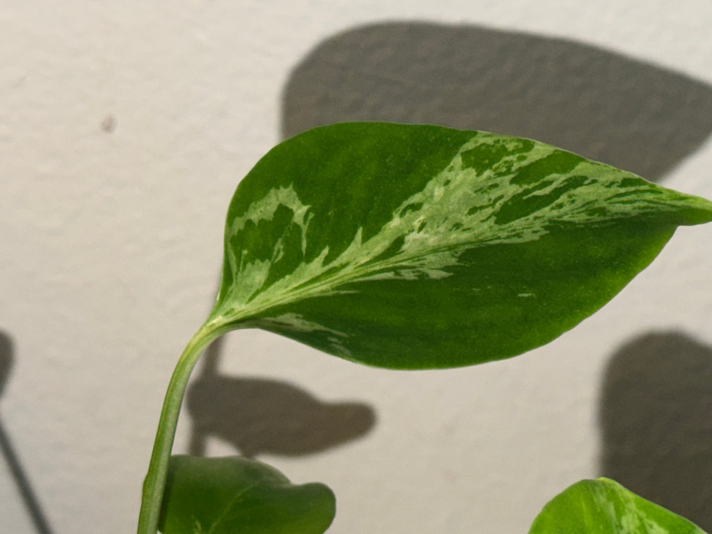 Variegated Monstera Bulbasaur  3"- Rare Starter Plant Plug