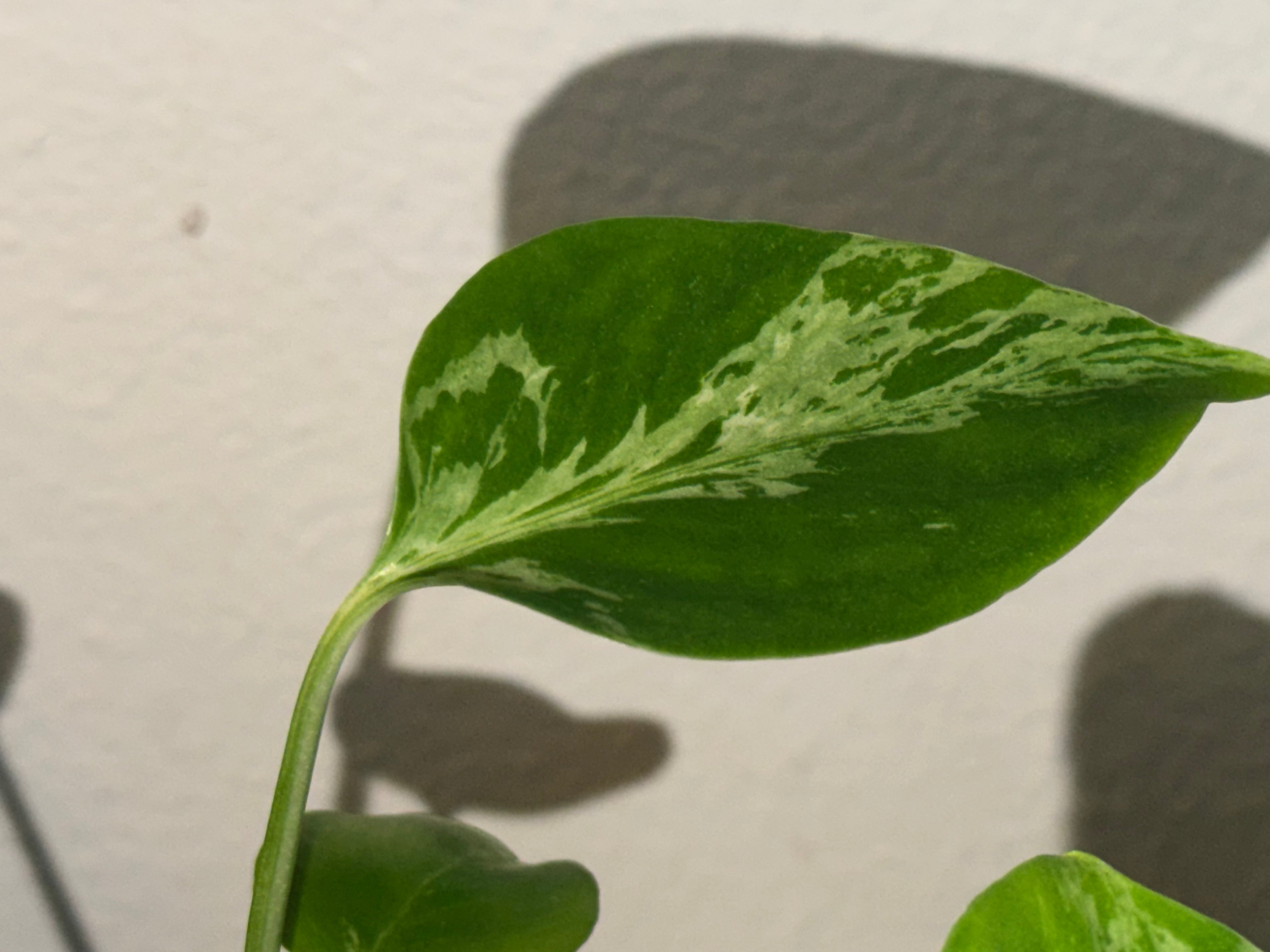 Variegated Monstera Bulbasaur  3"- Rare Starter Plant Plug