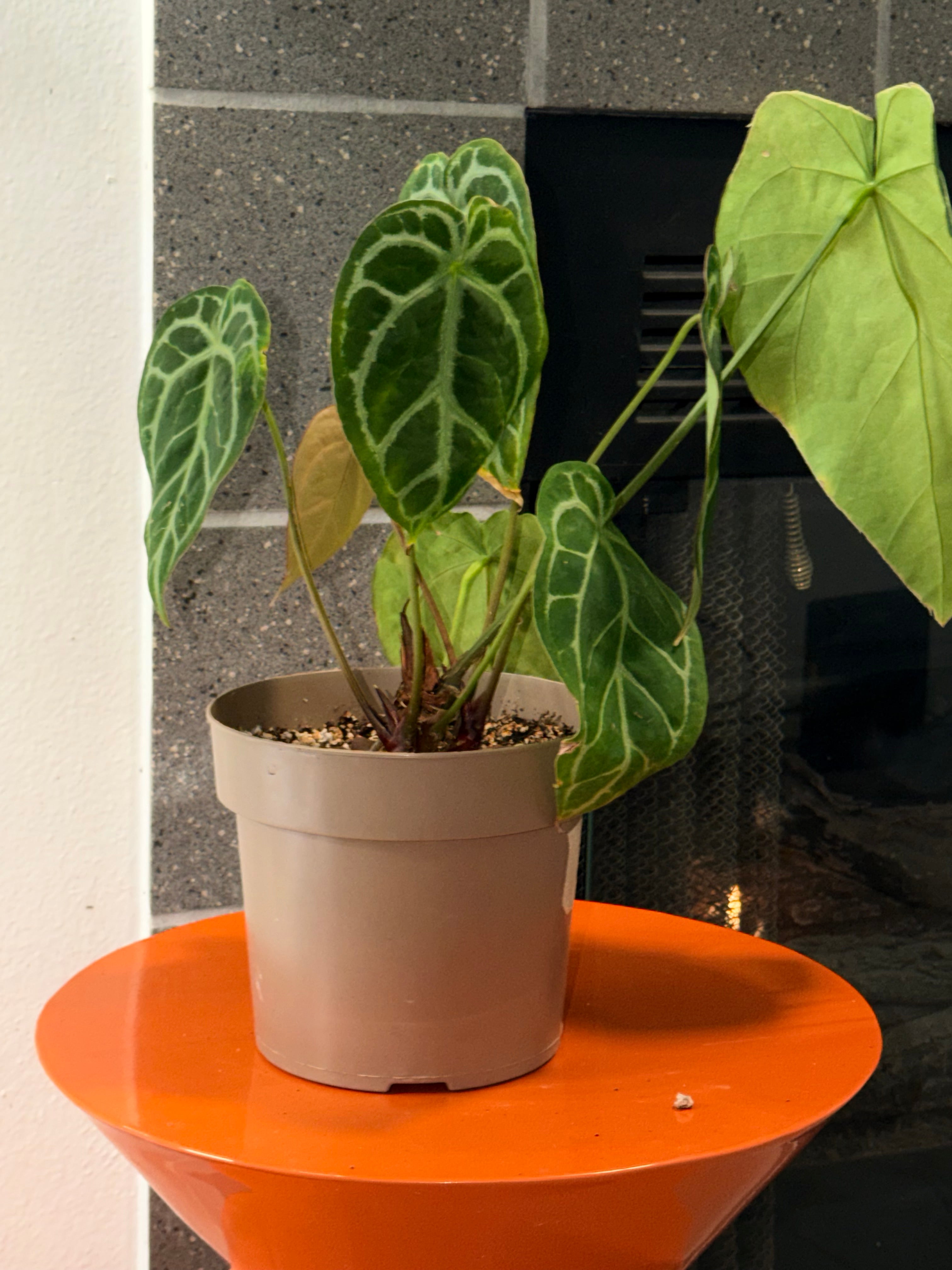 Anthurium Brielle '16' x Black Widow 13'