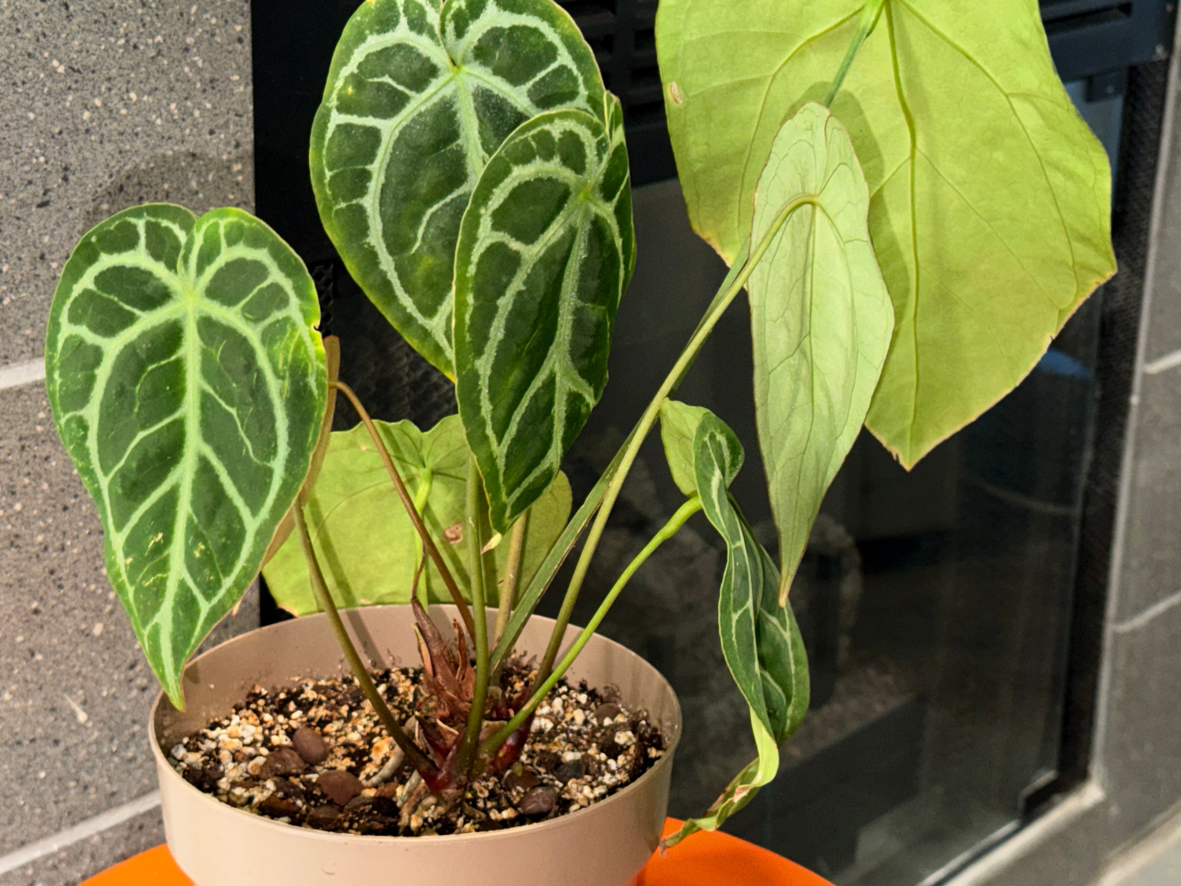 Anthurium Brielle '16' x Black Widow 13'