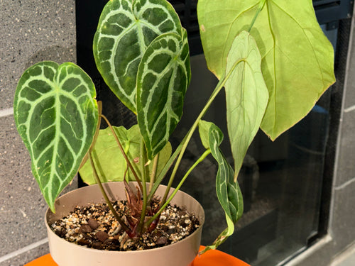 Anthurium Brielle '16' x Black Widow 13'