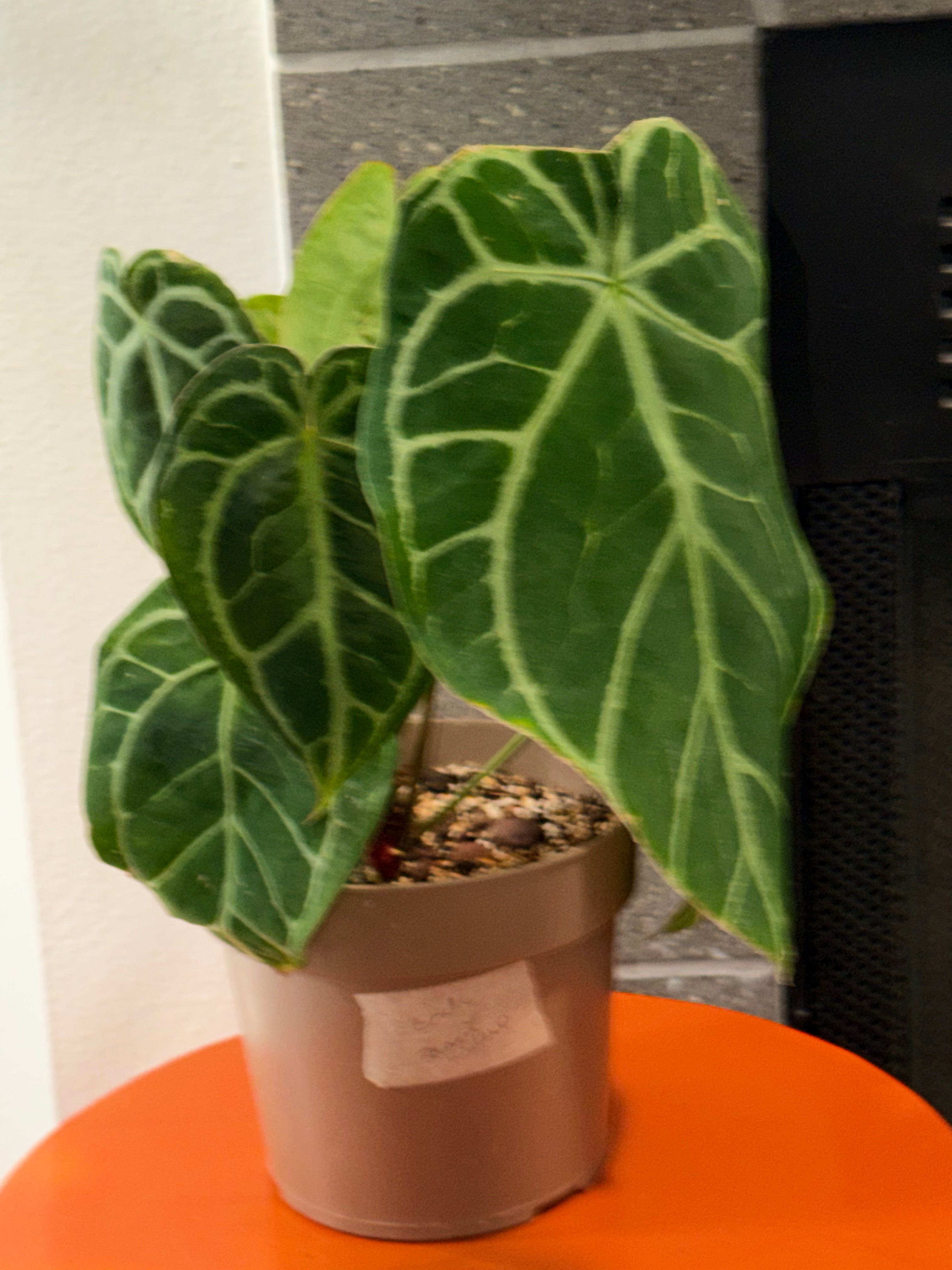 Anthurium Brielle '16' x Black Widow 13'