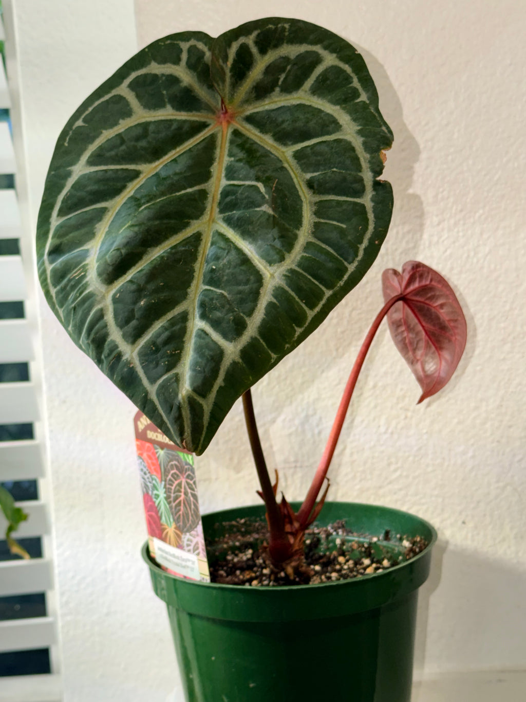Anthurium DocBlock Zara '31' x DocBlock Crystal Red 12'