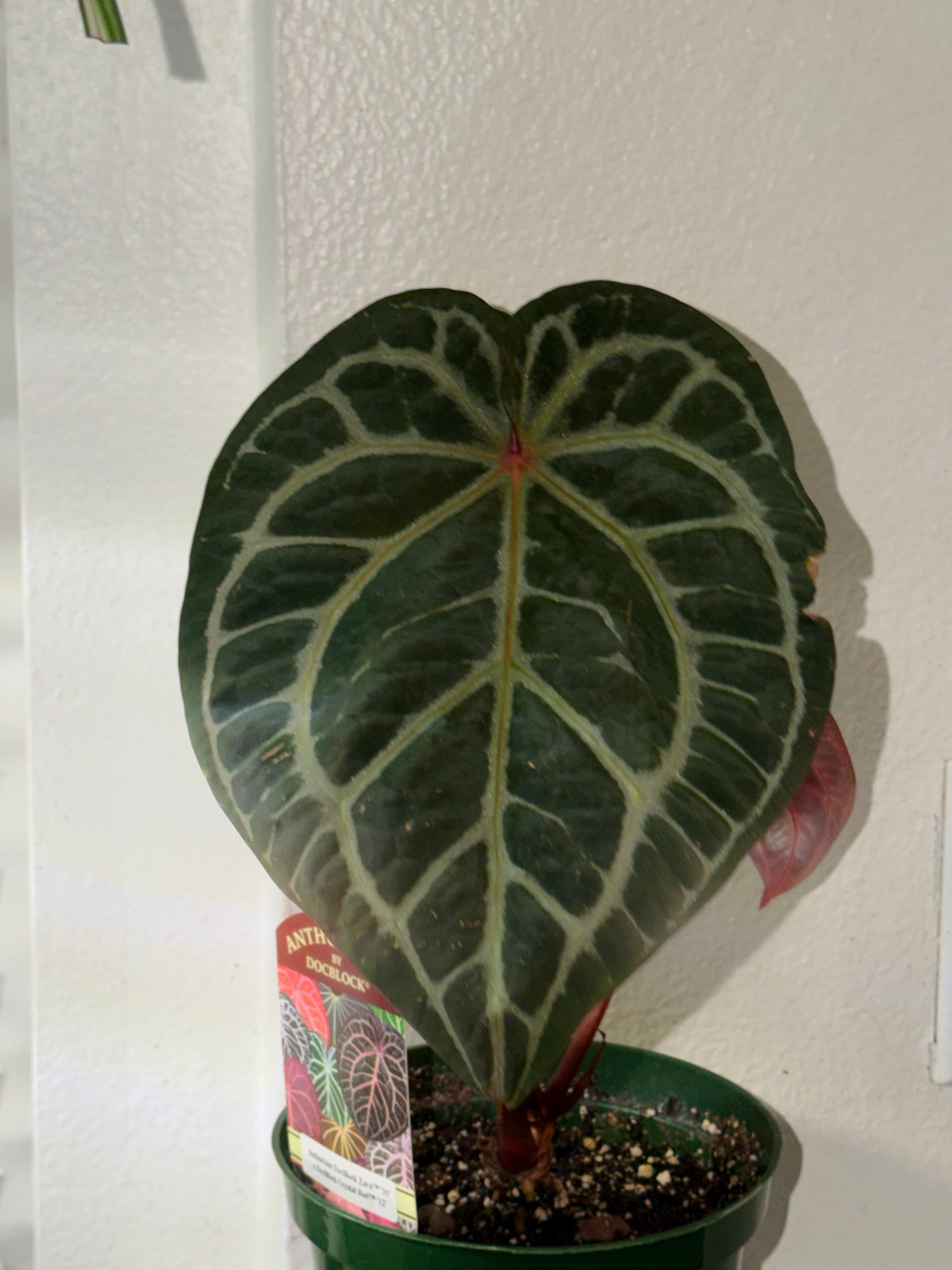 Anthurium DocBlock Zara '31' x DocBlock Crystal Red 12'