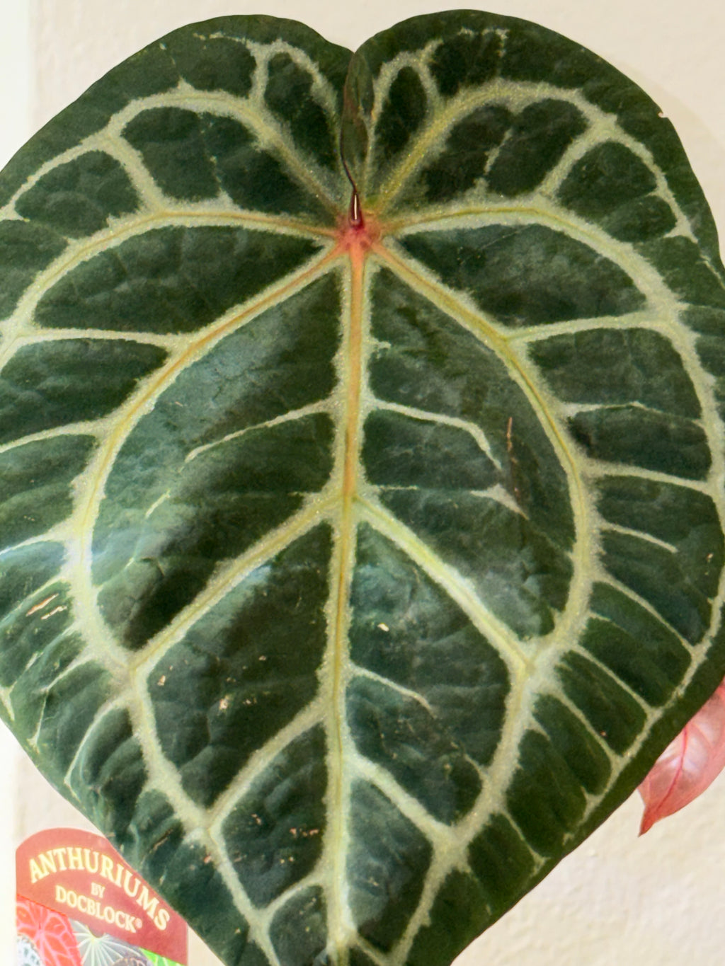 Anthurium DocBlock Zara '31' x DocBlock Crystal Red 12'