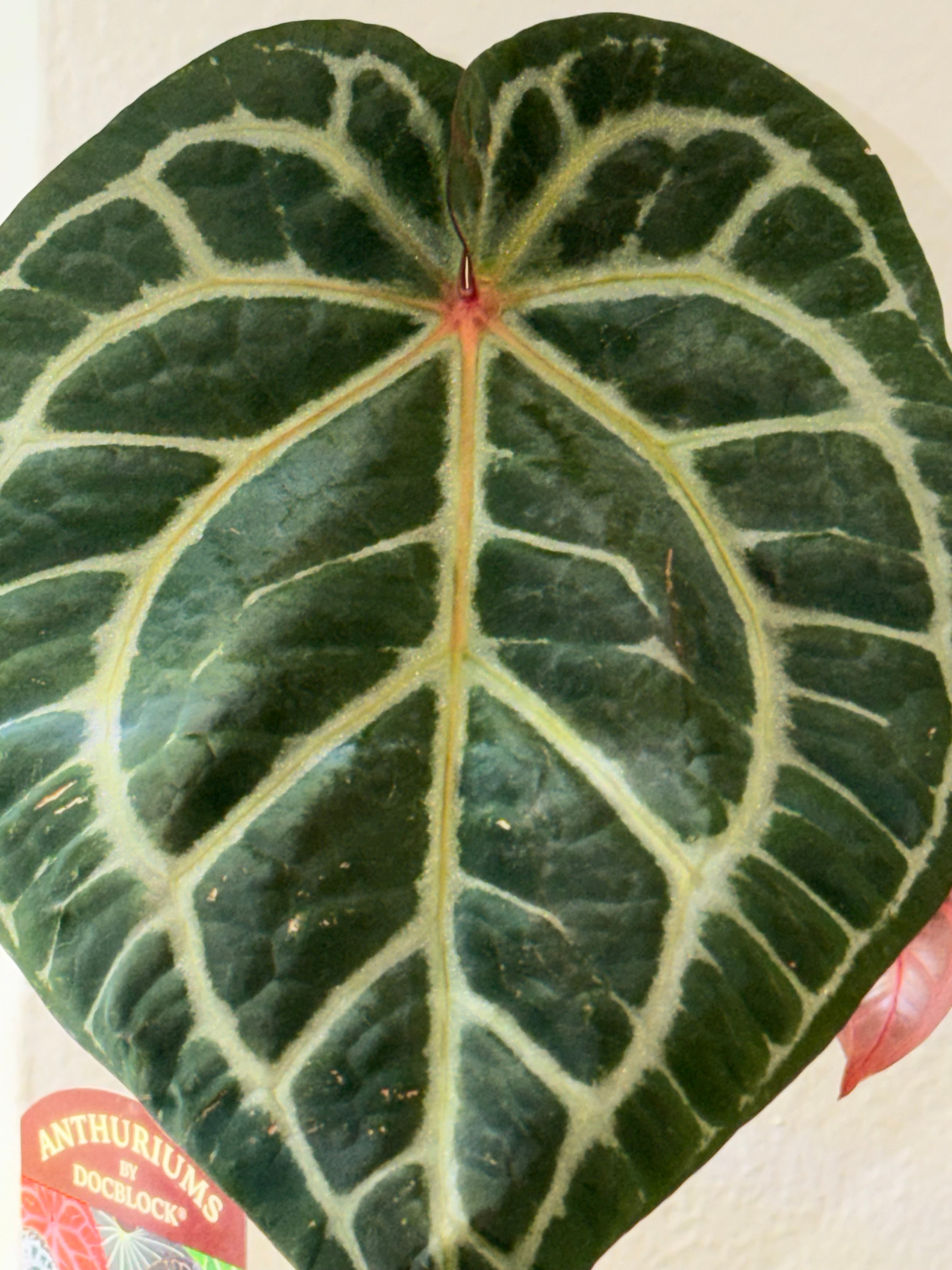 Anthurium DocBlock Zara '31' x DocBlock Crystal Red 12'