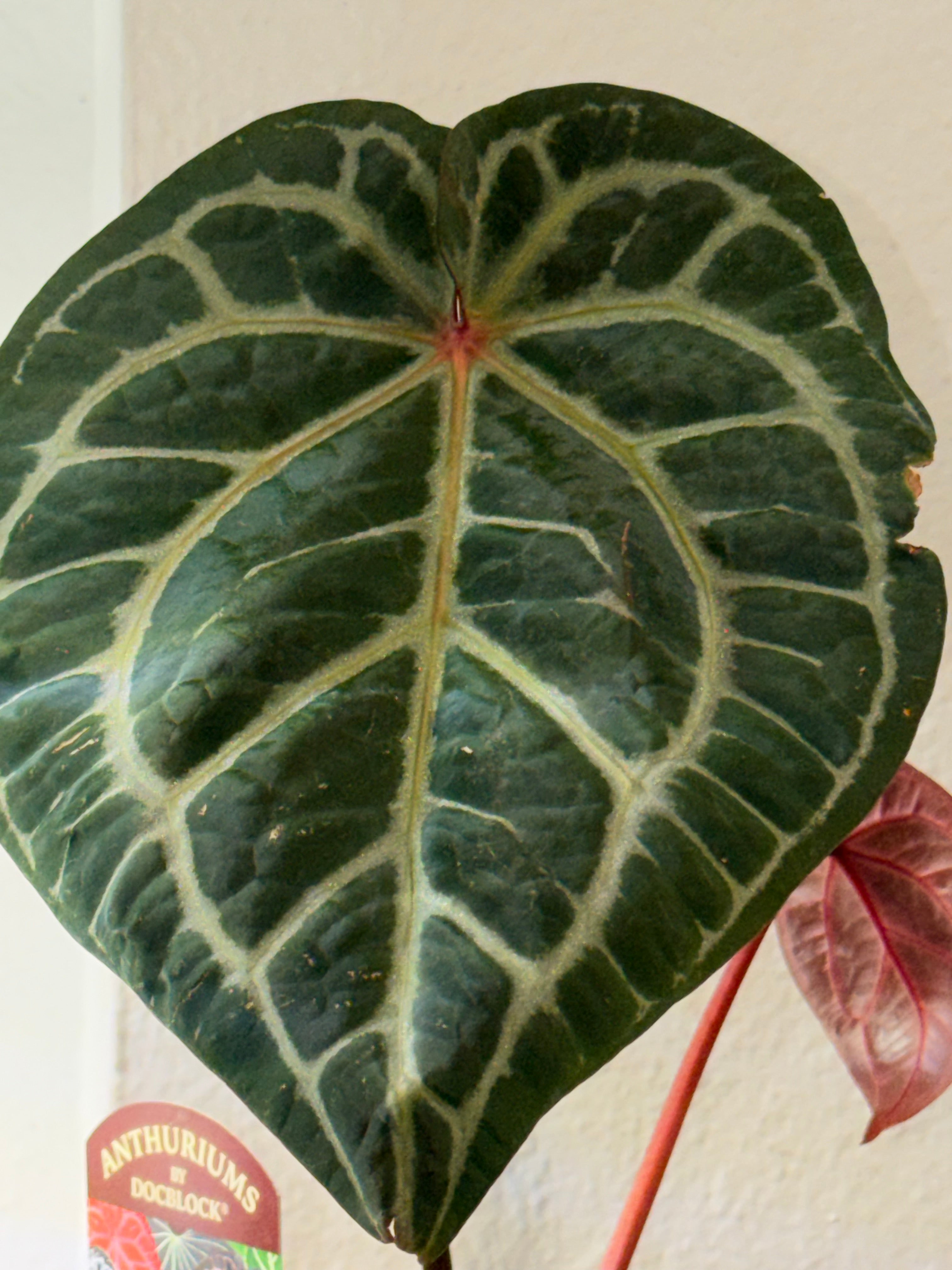 Anthurium DocBlock Zara '31' x DocBlock Crystal Red 12'