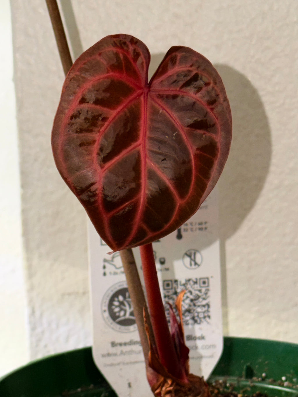 Anthurium DocBlock Zara '31' x DocBlock Crystal Red 12'
