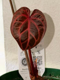 Anthurium DocBlock Zara '31' x DocBlock Crystal Red 12'