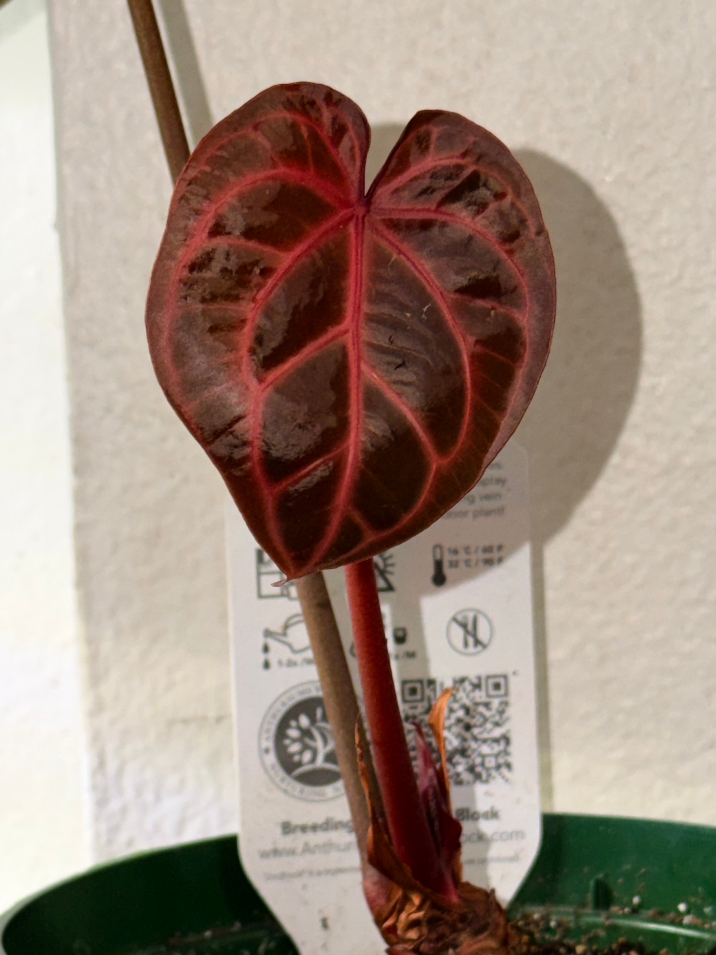 Anthurium DocBlock Zara '31' x DocBlock Crystal Red 12'