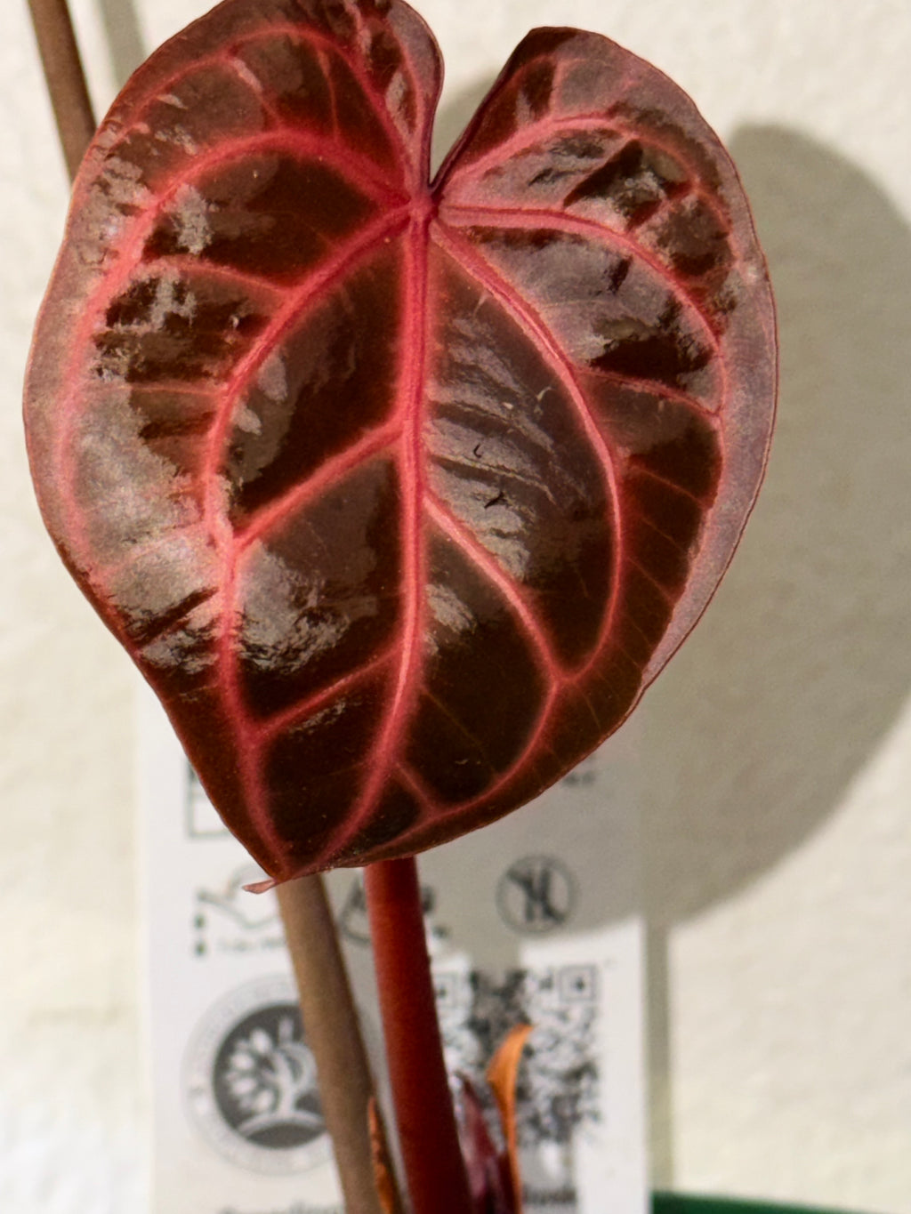 Anthurium DocBlock Zara '31' x DocBlock Crystal Red 12'