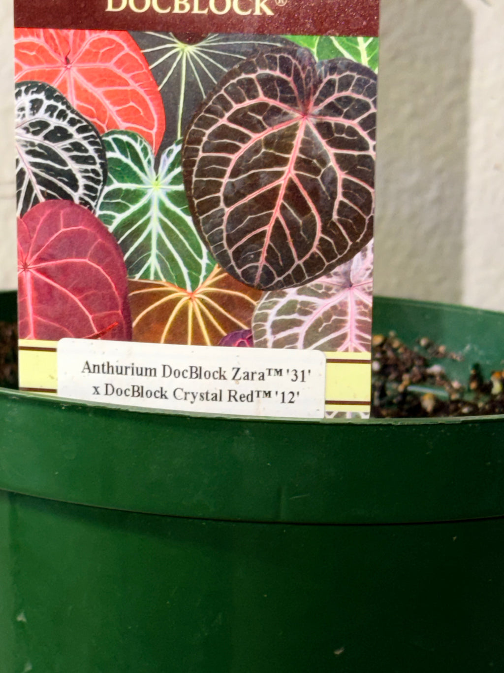Anthurium DocBlock Zara '31' x DocBlock Crystal Red 12'