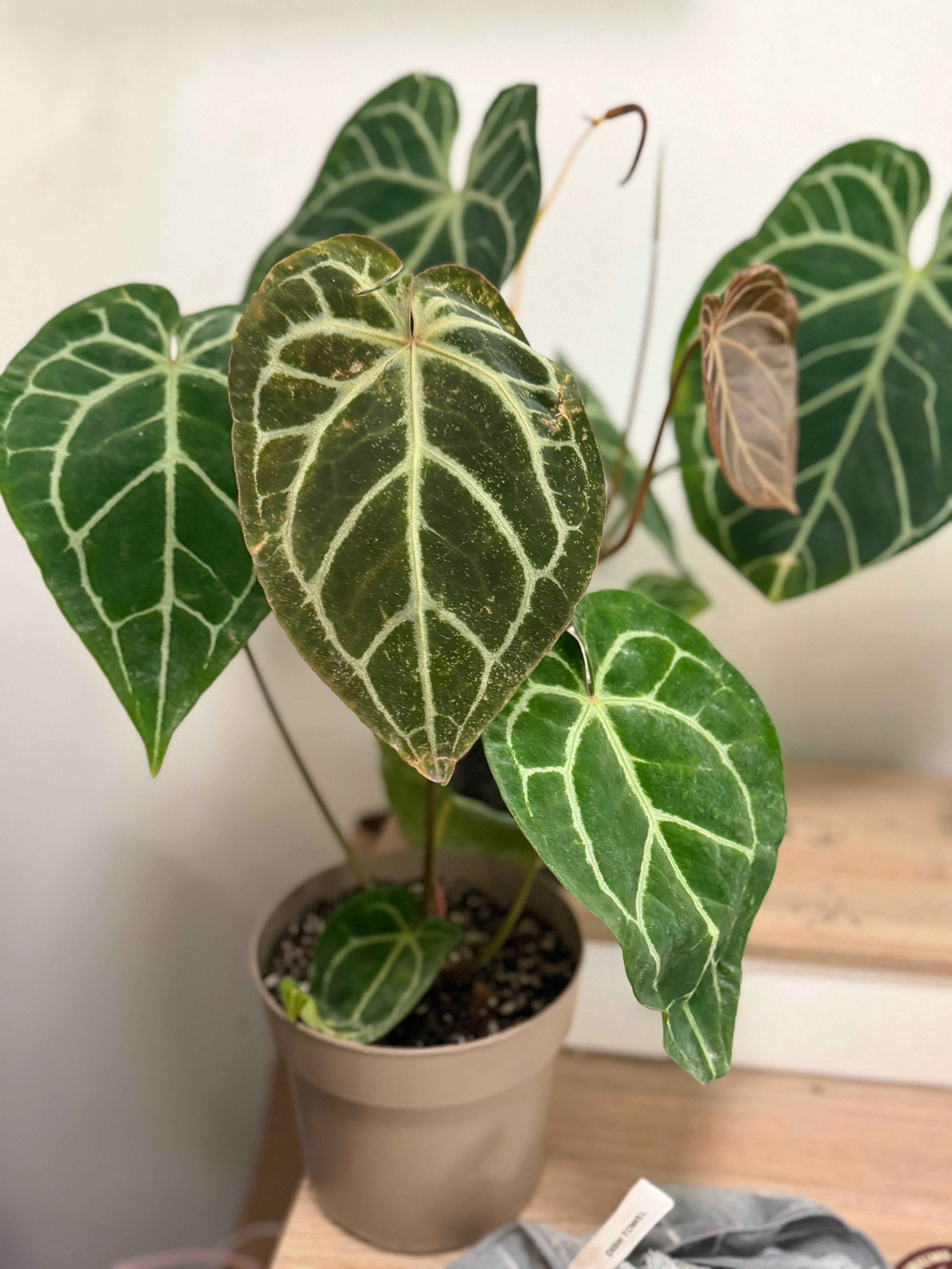 Anthurium Luxury