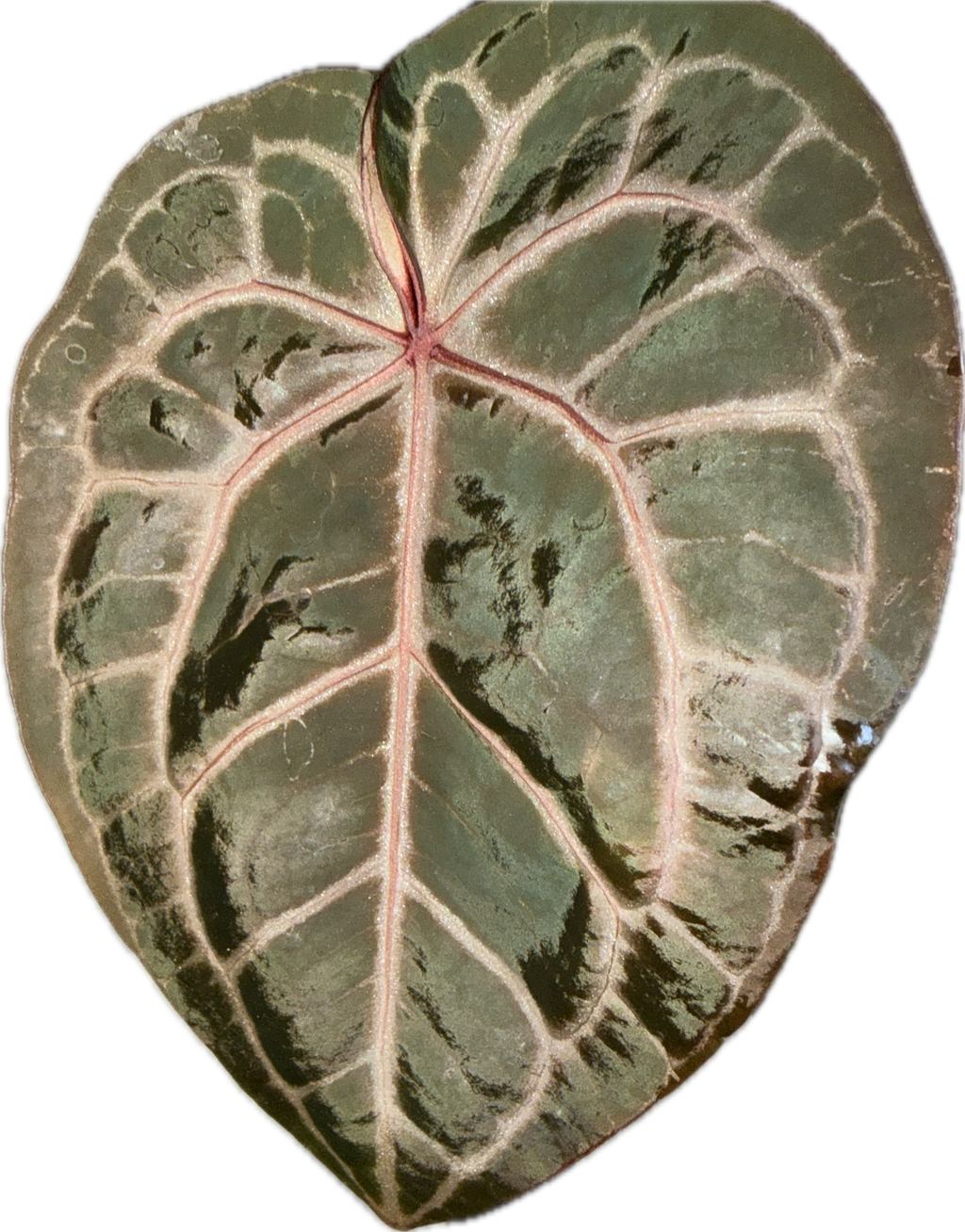 Anthurium Docblock Michelle 6" - Rare Collectors