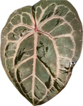 Anthurium Docblock Michelle 6" - Rare Collectors