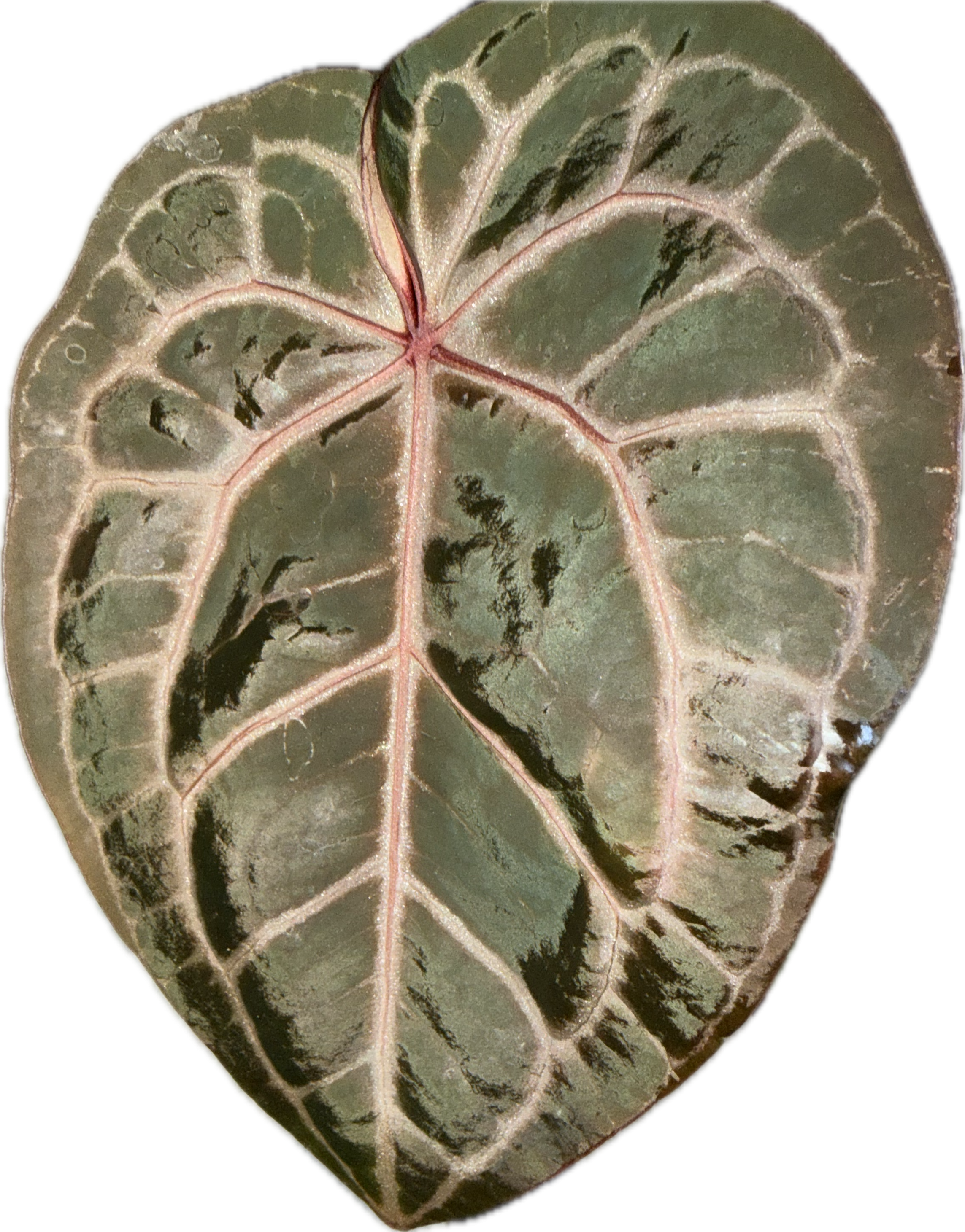Anthurium Docblock Michelle 6" - Rare Collectors