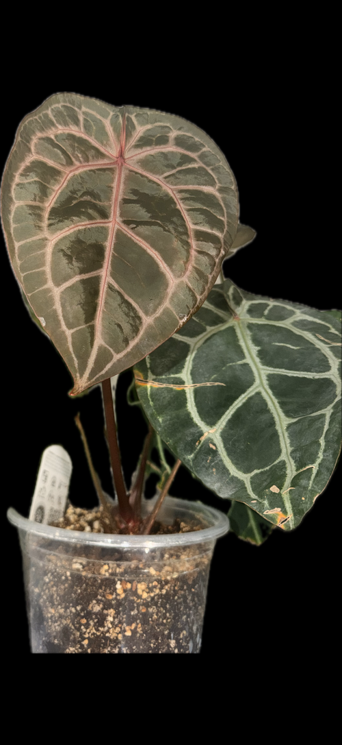 Anthurium Docblock Michelle 6" - Rare Collectors - ARES PLNTS