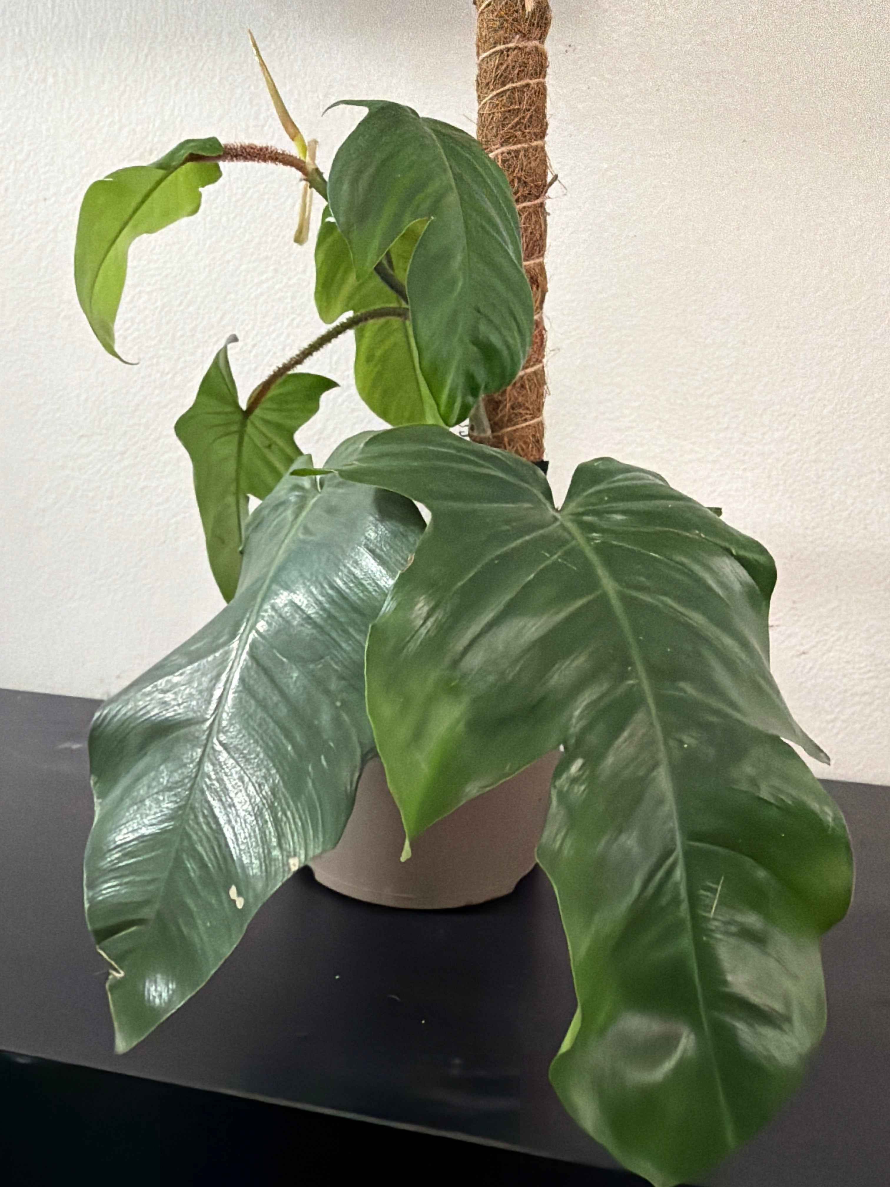 Philodendron  Squamiferum