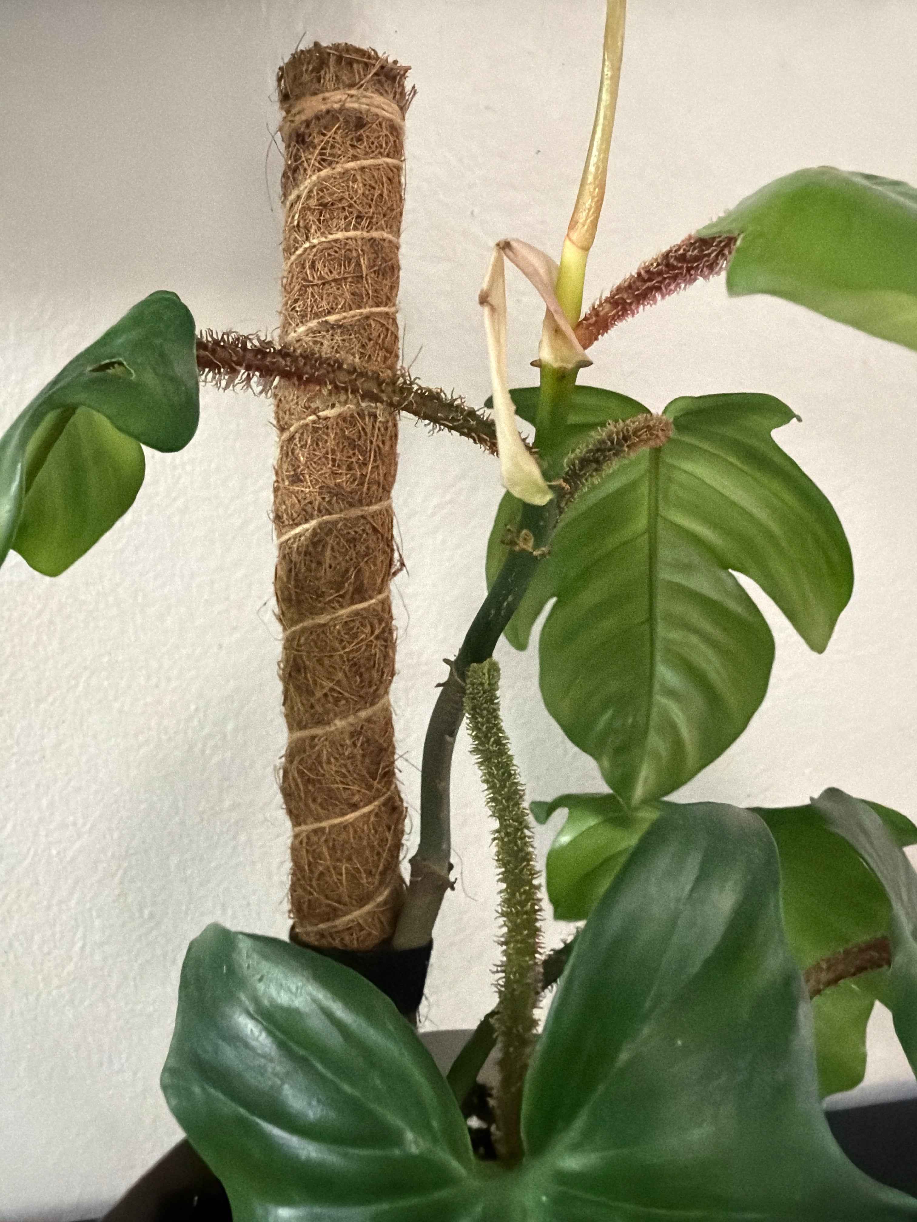 Philodendron  Squamiferum