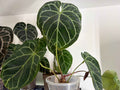 Anthurium Magnificent Dark '49' x Home, Sweet