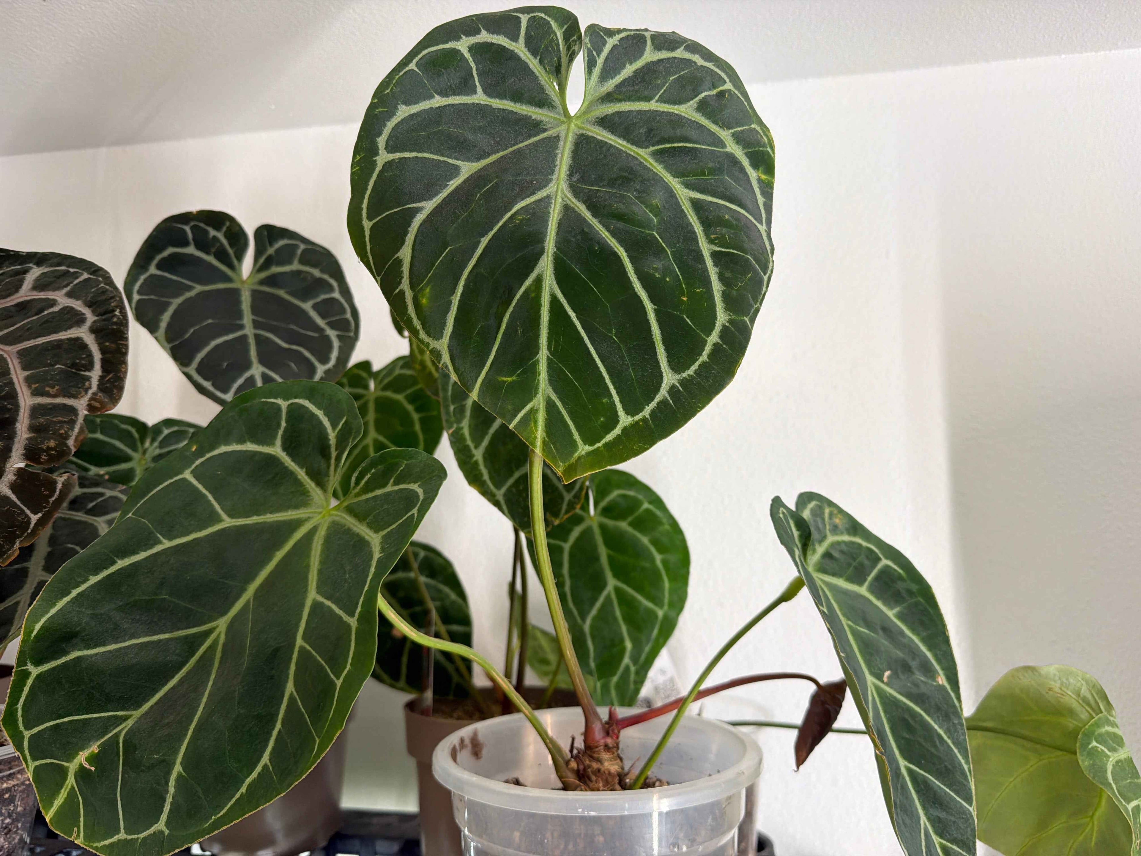 Anthurium Magnificent Dark '49' x Home, Sweet
