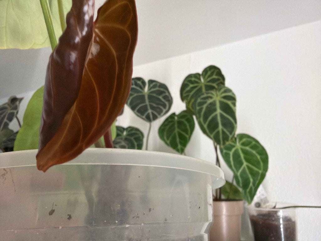 Anthurium Magnificent Dark '49' x Home, Sweet